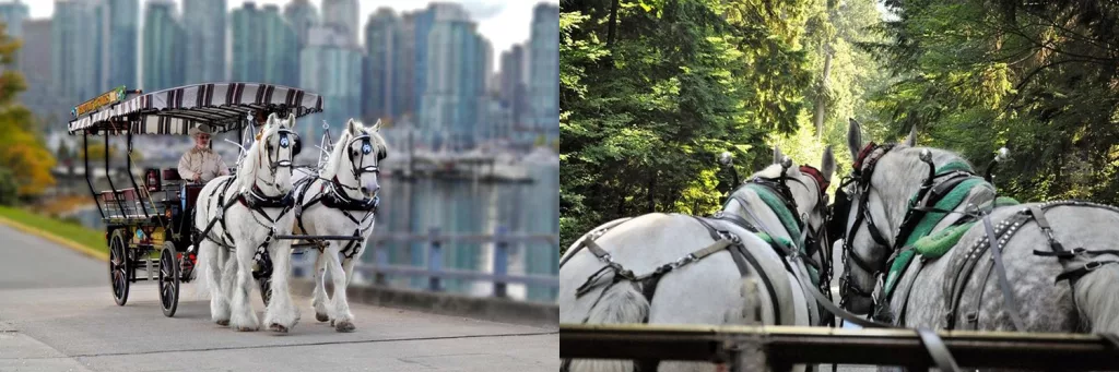 Stanley Park Vancouver Horse-Drawn Tour