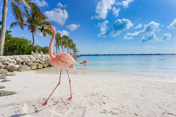 Pink Flamingos on a white sandy beach with the crystal clear blue sea behind in the Caribbean 
