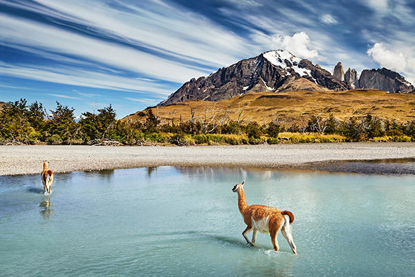 Patagonia Glaciers & Wildlife – Feat. Tours