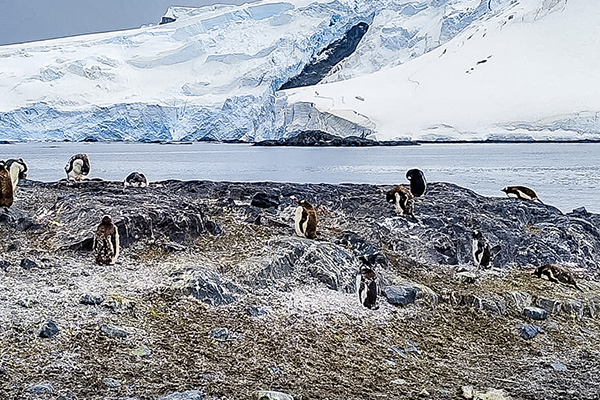 Chinstrap Penguins in Antarctica