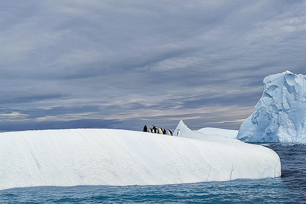 Penguins ontop of Iceburg in Cierra Cove in Antarctica